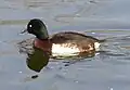 Baer's pochard (Aythya baeri)