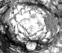 Quercus hiholensis acorn, Langhian age (Middle Miocene), Washington State, USA (c. 15 mya)