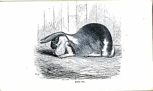 Horn lop earsIllustration by E. Whimper, ca.1862