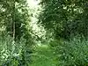 Hintlesham Woods
