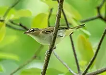 A red-eyed vireo perched on a branch