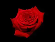 Picture of a red rose