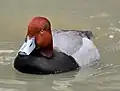 Redhead (Aythya americana)