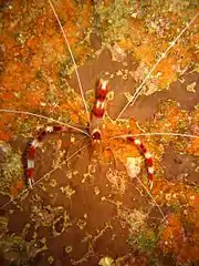Top dorsal view (Oahu, 2024)Top view of S. hispidus (Chuuk, Micronesia)