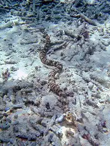 Synapta maculata, the longest known sea cucumber (Apodida).