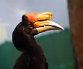 Male at the National Aviary, Pittsburgh. Males have red irises.