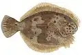 Black flounder, Rhombosolea retiaria