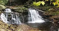 A cascade divided into two parts by a large rock, more water flows on the right side and a large limb has fallen diagonally across the right bank. Moss and ferns line the bank and newly fallen leaves litter the rocks. Ferns and grasses grow on a large boulder in the center of the stream.