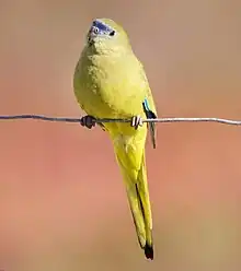 A yellowish parrot sitting on a horizontal piece of wire