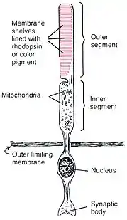 Anatomy of a Rod CellHuman Physiology and Mechanisms of Disease by Arthur C. Guyton (1992) .mw-parser-output cite.citation{font-style:inherit;word-wrap:break-word}.mw-parser-output .citation q{quotes:"\"""\"""'""'"}.mw-parser-output .citation:target{background-color:rgba(0,127,255,0.133)}.mw-parser-output .id-lock-free.id-lock-free a{background:url("//upload.wikimedia.org/wikipedia/commons/6/65/Lock-green.svg")right 0.1em center/9px no-repeat}body:not(.skin-timeless):not(.skin-minerva) .mw-parser-output .id-lock-free a{background-size:contain}.mw-parser-output .id-lock-limited.id-lock-limited a,.mw-parser-output .id-lock-registration.id-lock-registration a{background:url("//upload.wikimedia.org/wikipedia/commons/d/d6/Lock-gray-alt-2.svg")right 0.1em center/9px no-repeat}body:not(.skin-timeless):not(.skin-minerva) .mw-parser-output .id-lock-limited a,body:not(.skin-timeless):not(.skin-minerva) .mw-parser-output .id-lock-registration a{background-size:contain}.mw-parser-output .id-lock-subscription.id-lock-subscription a{background:url("//upload.wikimedia.org/wikipedia/commons/a/aa/Lock-red-alt-2.svg")right 0.1em center/9px no-repeat}body:not(.skin-timeless):not(.skin-minerva) .mw-parser-output .id-lock-subscription a{background-size:contain}.mw-parser-output .cs1-ws-icon a{background:url("//upload.wikimedia.org/wikipedia/commons/4/4c/Wikisource-logo.svg")right 0.1em center/12px no-repeat}body:not(.skin-timeless):not(.skin-minerva) .mw-parser-output .cs1-ws-icon a{background-size:contain}.mw-parser-output .cs1-code{color:inherit;background:inherit;border:none;padding:inherit}.mw-parser-output .cs1-hidden-error{display:none;color:#d33}.mw-parser-output .cs1-visible-error{color:#d33}.mw-parser-output .cs1-maint{display:none;color:#2C882D;margin-left:0.3em}.mw-parser-output .cs1-format{font-size:95%}.mw-parser-output .cs1-kern-left{padding-left:0.2em}.mw-parser-output .cs1-kern-right{padding-right:0.2em}.mw-parser-output .citation .mw-selflink{font-weight:inherit}html.skin-theme-clientpref-night .mw-parser-output .cs1-maint{color:#18911F}html.skin-theme-clientpref-night .mw-parser-output .cs1-visible-error,html.skin-theme-clientpref-night .mw-parser-output .cs1-hidden-error{color:#f8a397}@media(prefers-color-scheme:dark){html.skin-theme-clientpref-os .mw-parser-output .cs1-visible-error,html.skin-theme-clientpref-os .mw-parser-output .cs1-hidden-error{color:#f8a397}html.skin-theme-clientpref-os .mw-parser-output .cs1-maint{color:#18911F}}ISBN&nbsp;0-7216-3299-8 p. 373