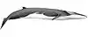 Fin whale illustration with a dark backside, white underside, lightly colored head, a slender body, and a small dorsal fin near the tail