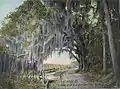 Royal Arch Oak in c.&nbsp;1905