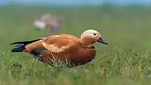 Ruddy Shelduck