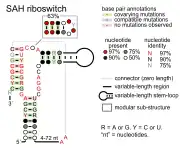 SAH riboswitch: Secondary structure for the riboswitch marked up by sequence conservation. Family RF01057.