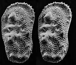 An SEM stereo pair of microfossils of less than 1&nbsp;mm in size (Ostracoda) produced by tilting along the longitudinal axis.