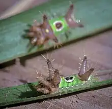 Saddleback Caterpillar Moth - Hodges#4700 (Acharia stimulea)