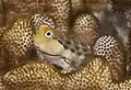 Salarias sinuosus, the fringelip blenny
