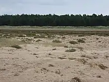 marsh with pine trees in the background