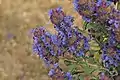 Salvia dorii var. pilosa in Antelope Valley, about 2,945 feet (900 m)