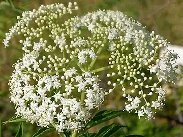Inflorescence of S.&nbsp;canadensis