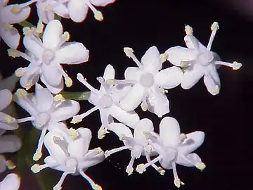 Flowers of S.&nbsp;nigra