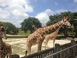 Giraffe