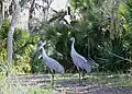 Sandhill cranes on Hontoon Island