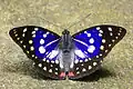 Great purple emperor