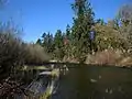 River flowing between a mix of coniferous trees and leafless shrubs