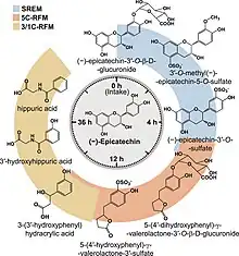 Schematic representation of the flavan-3-ol (−)-epicatechin metabolism in humans as a function of time post-oral intake. SREM: structurally related (−)-epicatechin metabolites. 5C-RFM: 5-carbon ring fission metabolites. 3/1C-RFM: 3- and 1-carbon-side chain ring fission metabolites. The structures of the most abundant (−)-epicatechin metabolites present in the systemic circulation and in urine are depicted.