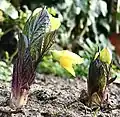 Young  flowering shoots of a cultivated specimen