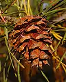 Cone closeup