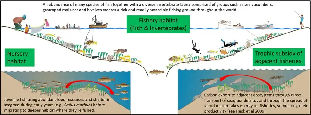 Seagrass meadows support global food security by (1) providing nursery habitat for fish stocks in adjacent and deep water habitats, (2) creating expansive fishery habitat rich in fauna, and (3) by providing trophic support to adjacent fisheries. They also provide support by promoting the health of fisheries associated with connected habitats, such as coral reefs.
