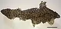 Moult of a Tiliqua rugosa lizard, 5&nbsp;cm scale bar
