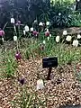 Kew Royal Botanic Gardens, UK