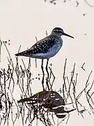 Sociable lapwing (Vanellus gregarius), April 2024