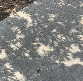 Leaf shadow projection of the eclipse in College Station, Texas