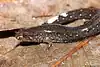 A brown salamander