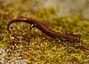 Slim brown salamander with red stripe along back