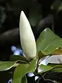 Southern magnolia bud