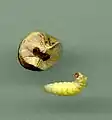 mericarp with Emporia melanobasis larva