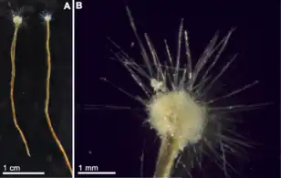 Spiculosiphon oceana, a unicellular foraminiferan with an appearance and lifestyle that mimics a sponge, grows to 5&nbsp;cm long.