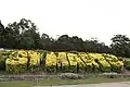 Decorative hedge that spells 'St Marys', situated on the corner of South Creek Park, near the western end of the suburb
