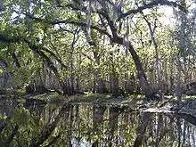 The river is smooth as glass and lined by oak and other mixed-forest trees, drooping over and reflected in the water; its width is approximately a dozen yards (11 m).