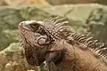 At Saint Thomas, U.S. Virgin Islands (possibly Iguana iguana melanoderma instead)