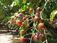 "fruit and foliage"
