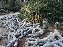 Creeping Devils (Stenocereus eruca), with Fouquieria and barrel cacti