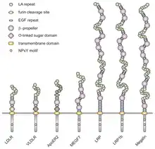 A representation of the structural differences of the LDL receptor family.