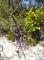 Wildflowers at site: Stylidium sp. or Trigger Plant (foreground) and Hibbertia sp. (background)