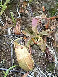 ? N.&nbsp;glabrata × N.&nbsp;maxima